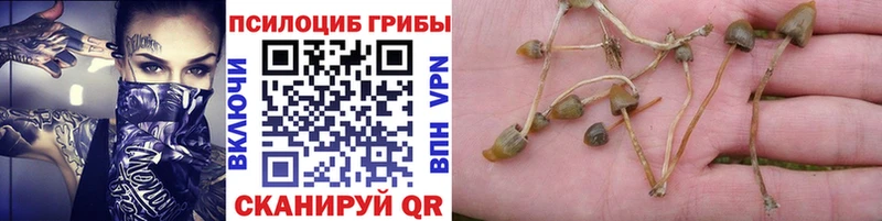 Псилоцибиновые грибы Cubensis Купить Козельск